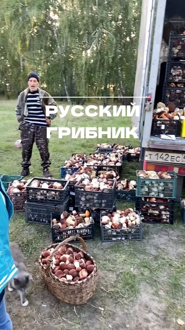Русский грибник