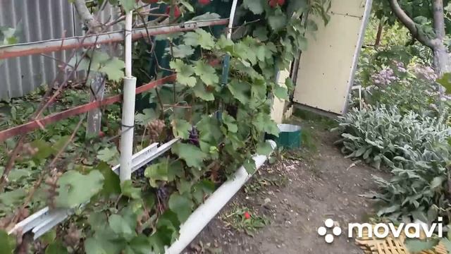 Замесила тесто на пирожки.Жарю котлеты.Собрала овощи,ежевику.