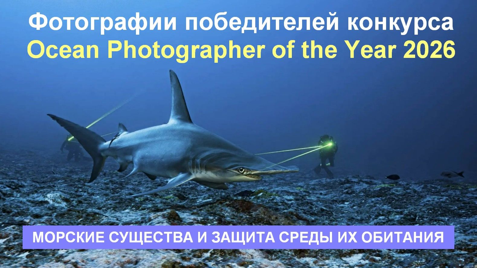 Потрясающие фотографии победителей конкурса Ocean Photographer Of The Year 2026 (морские существа и