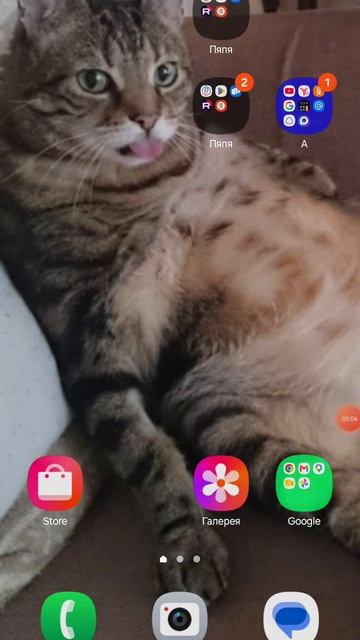 кот