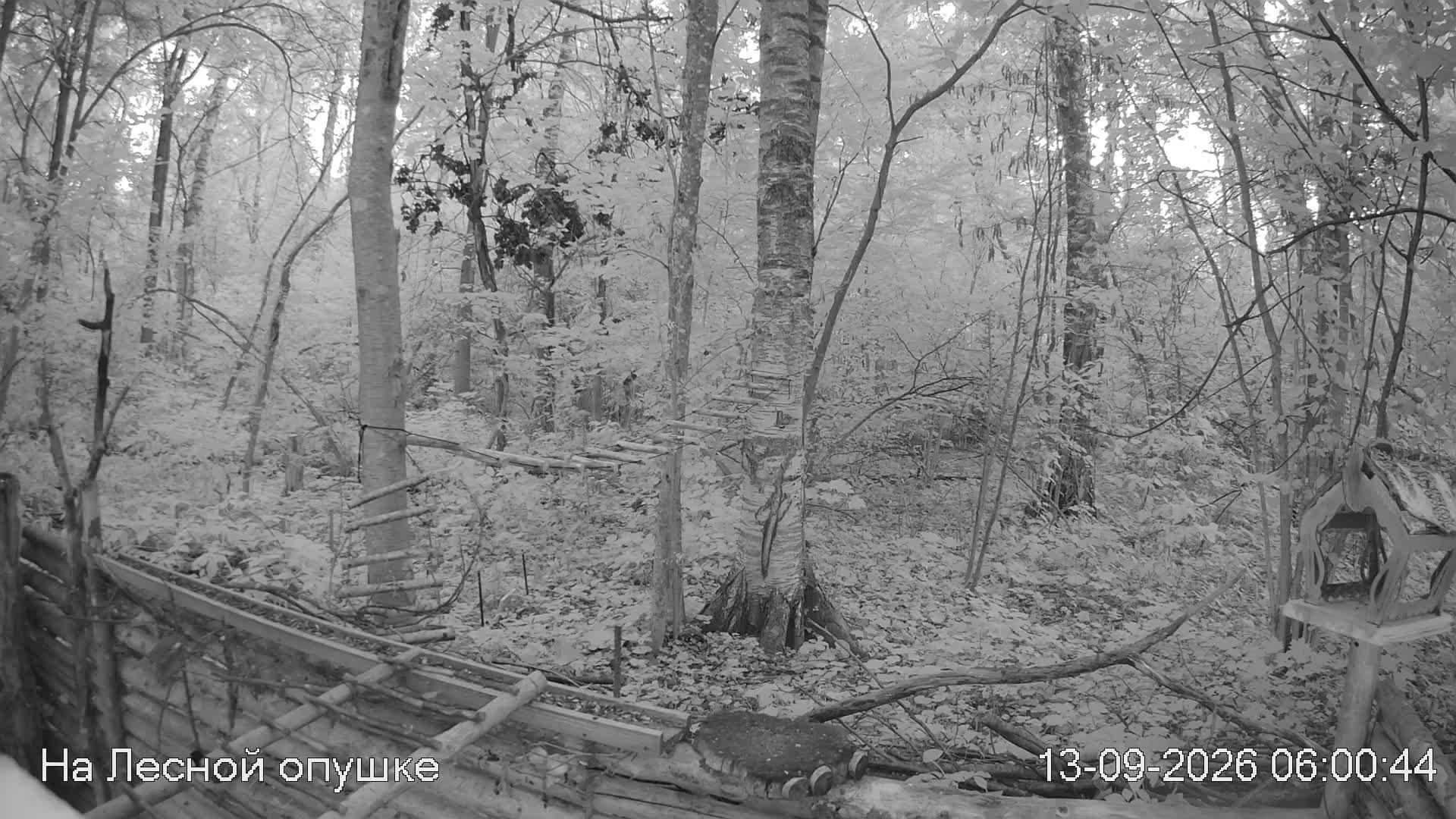 LIVE: На лесной опушке. Природа онлайн