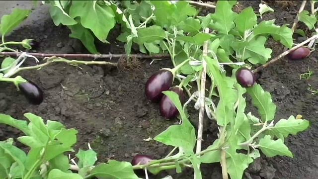 баклажаны