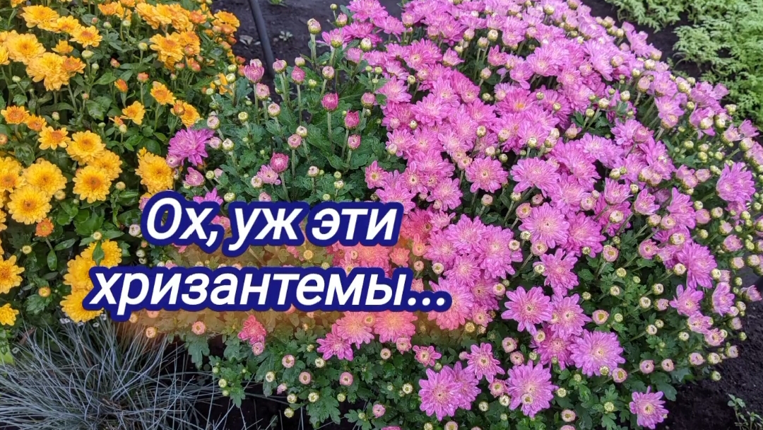 Хризантема не цветёт, я в расстройстве...