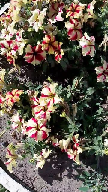 13.09.26.Бабье лето прекрасное!☀️
