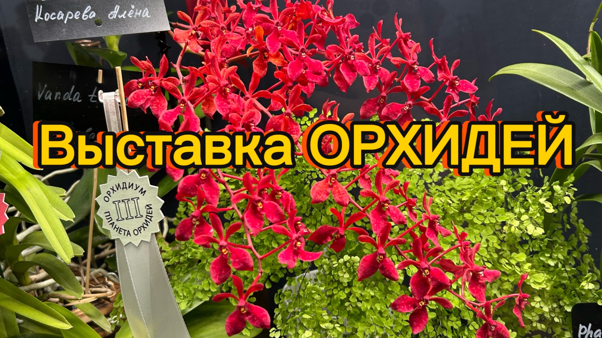 ВЫСТАВКА ОрХиДеЙ| ОРХИДИУМ|Сентябрь 2026