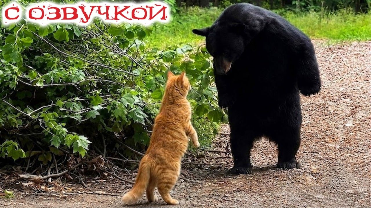 Смешные Коты С Озвучкой До Слёз Лучшие приколы с котами и кошками