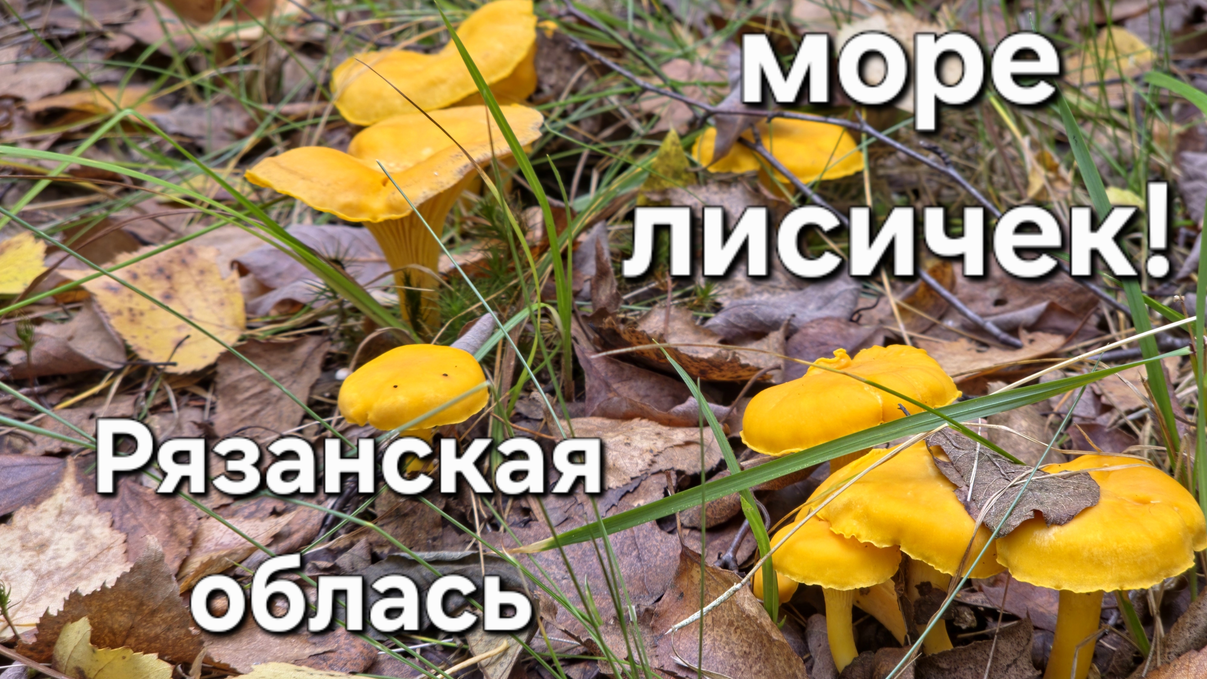 ЛИСИЧКИ. МНОГО ЛИСИЧЕК. Грибы в Рязанской области