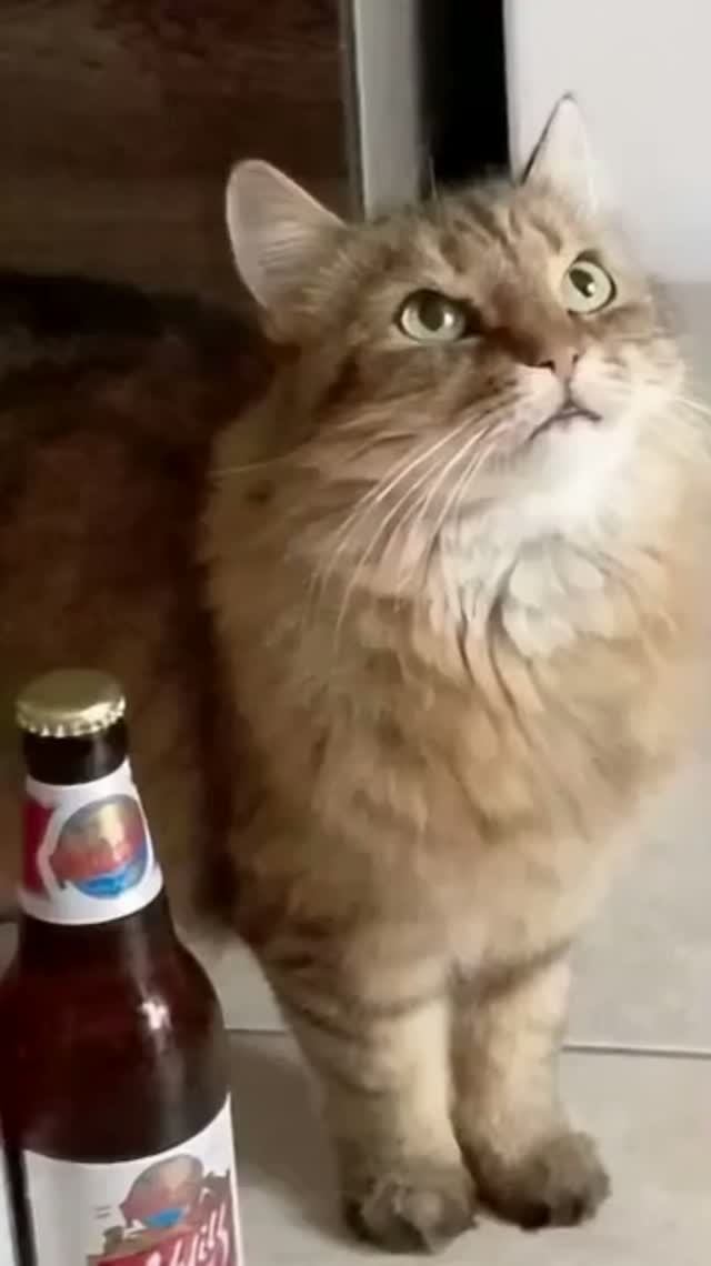 Шутка