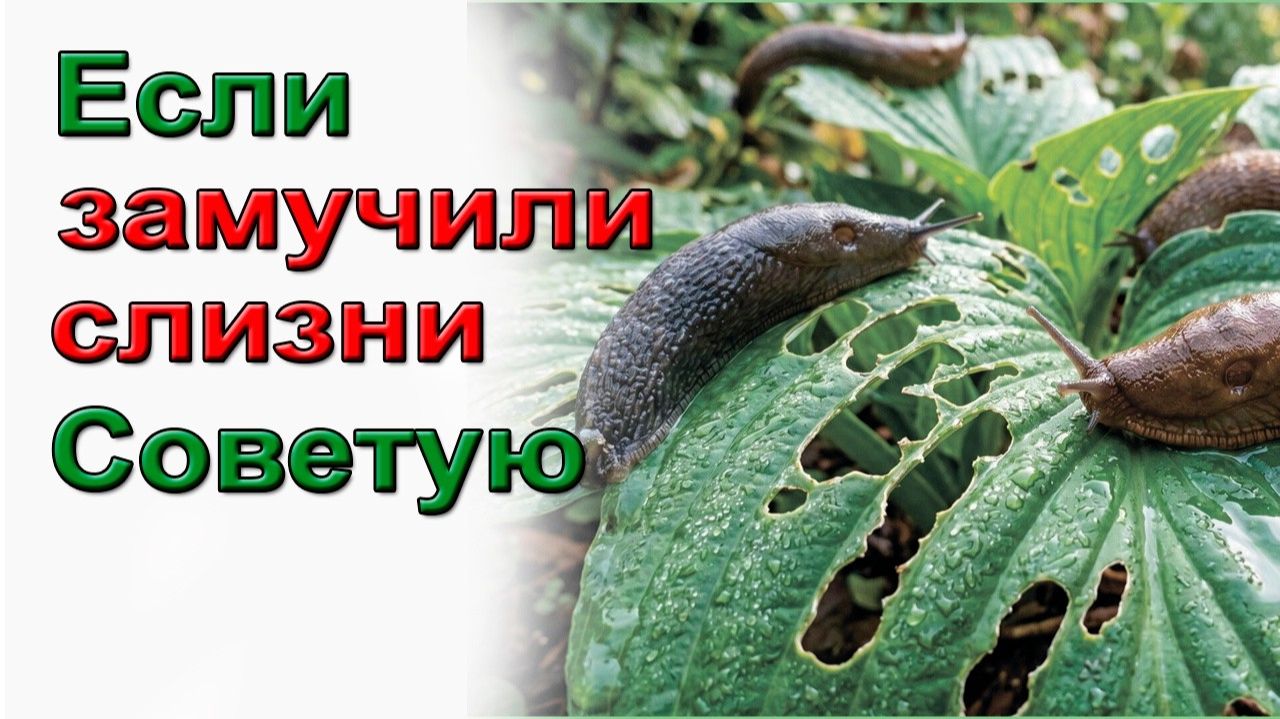 Если лютуют  слизни - Советую