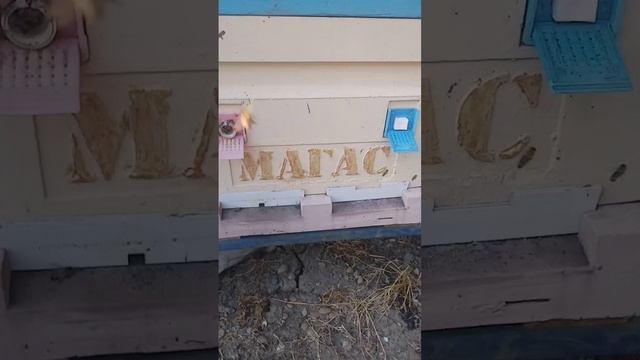 Слабая пчелиная семья(отводок).