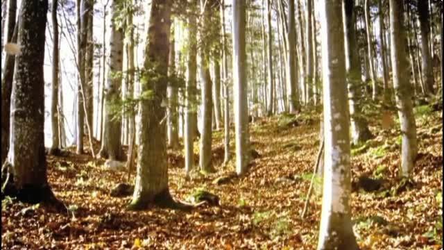 Тихо падают листья.