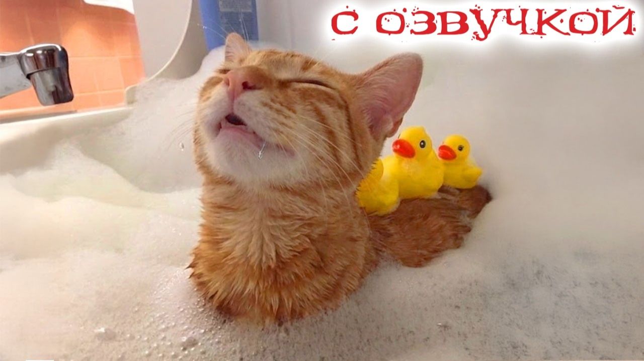 Смешные видео  о Животных