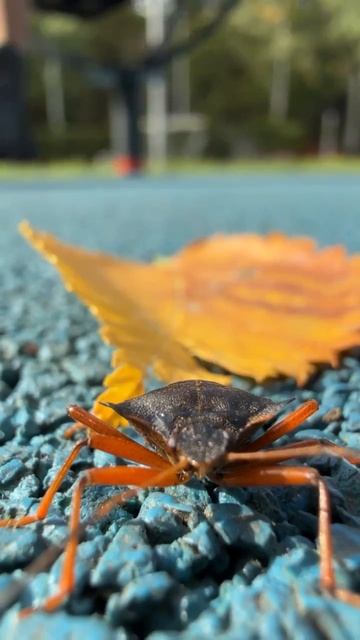 Клоп 🐞