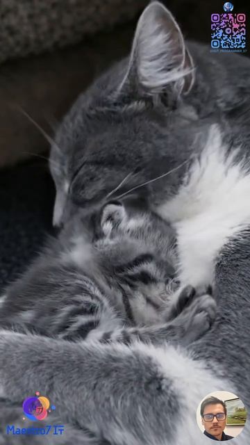 Котик умывается