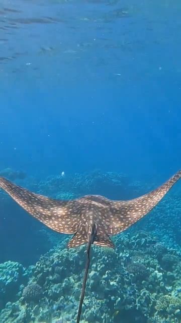 #eagle Ray (орляковый скат) 🐟