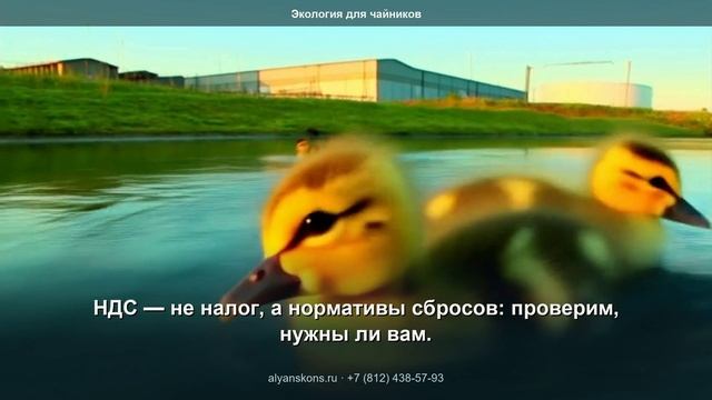 Нормативы допустимых сбросов сточных вод: утята в пруду у промзоны