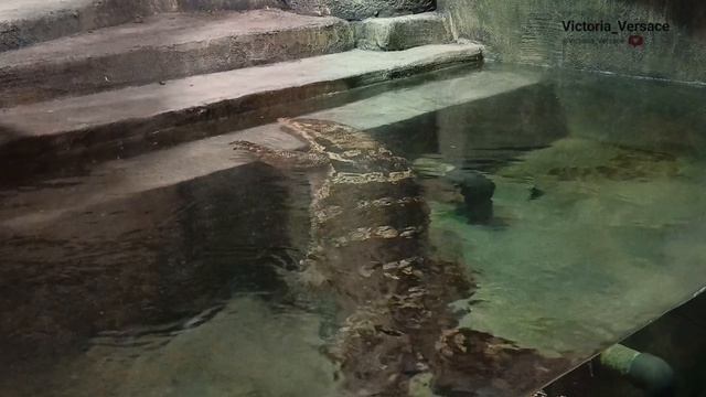 Варан кайфует и очень крупный в океанариуме😍👍