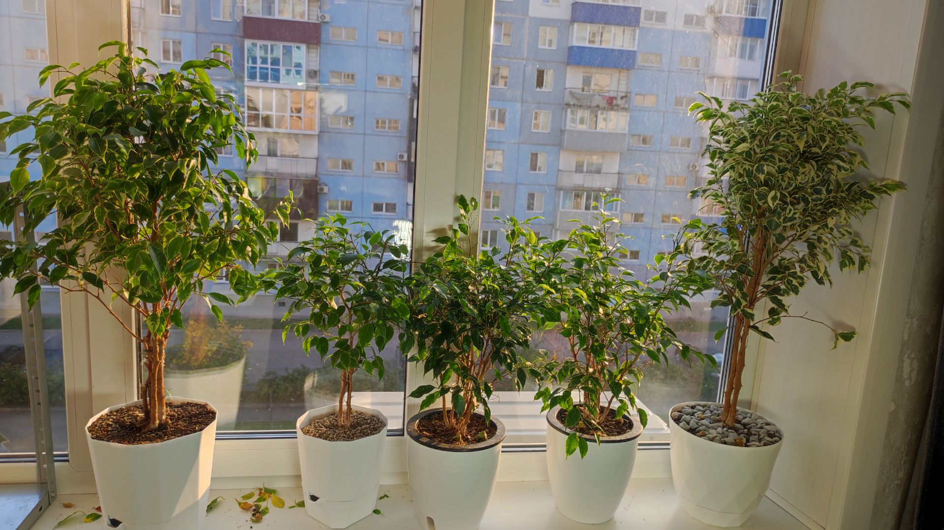 Срочно с ФИКУСОМ ОСЕНЬЮ сделайте так иначе вся листва опадет!