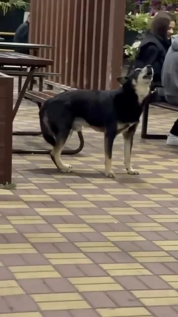 Сочинская собака научилась оповещать граждан сиреной 🙀