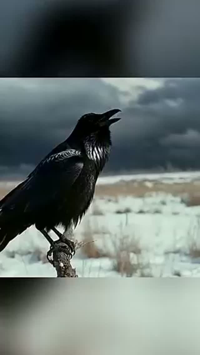 По снегу босиком! СКОРО В НОВОМ АЛЬБОМЕ
