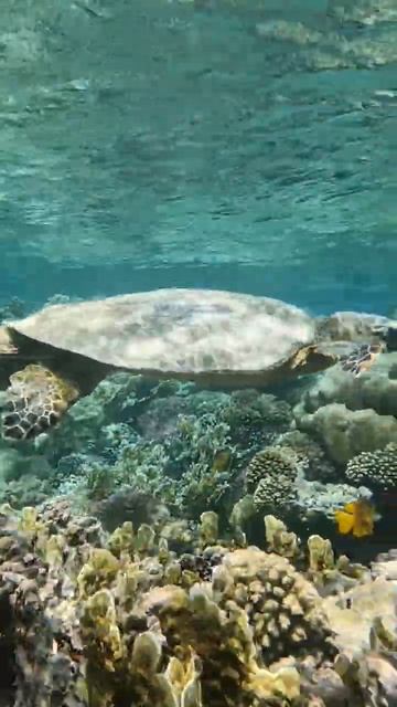 #Turtles Stella Makadi Beach Hurghada 🐢🐢🐢