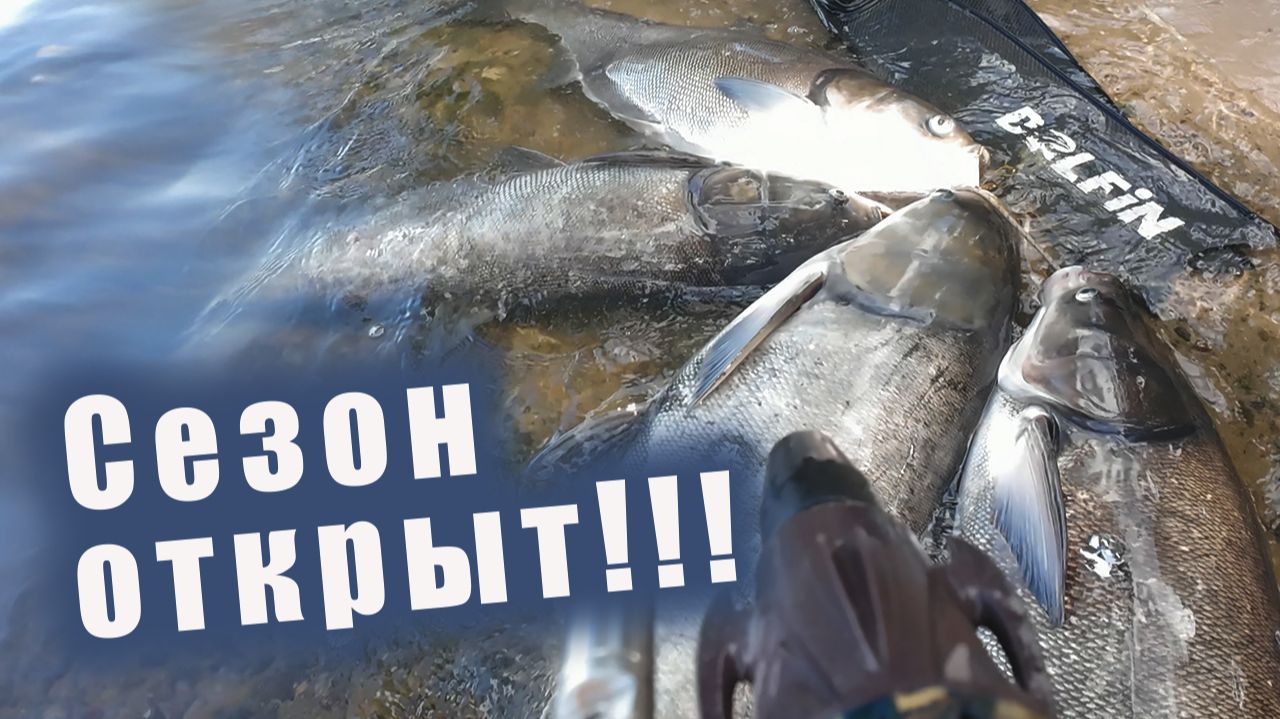 ЛУЧШЕЕ ОТКРЫТИЕ СЕЗОНА!!! МЕЧТА ПОДВОДНОГО ОХОТНИКА!!! ПОДВОДНАЯ ОХОТА НА ТОЛСТОЛОБИКА!!!
