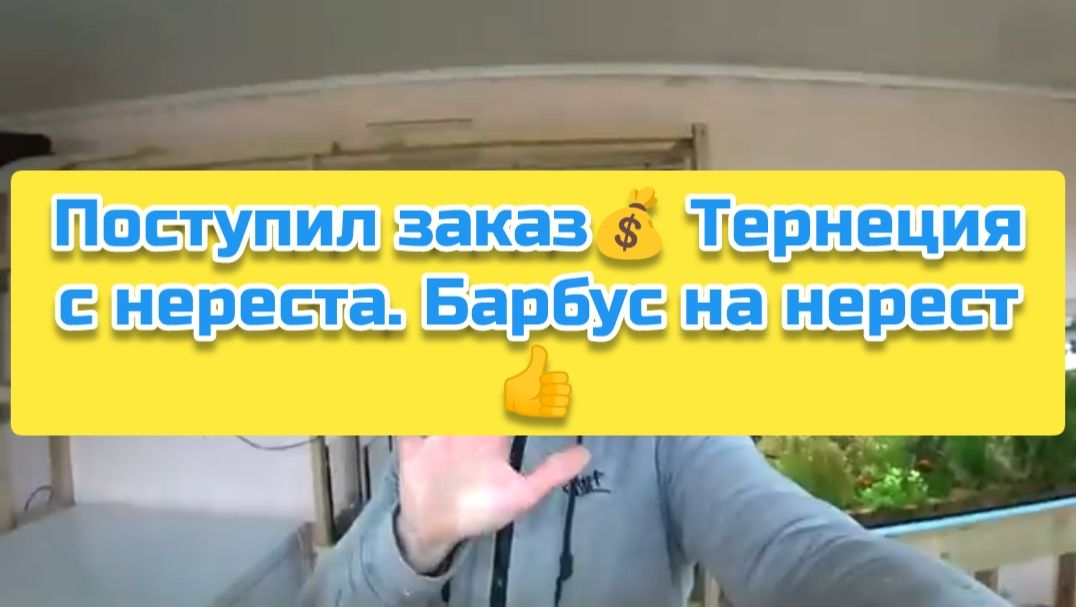 Поступил заказ💰 Тернеция с нереста. Барбус на нерест👍