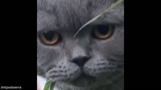 подборка милых забавных ситуаций с животными  😊
