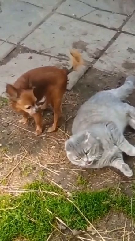 коты и собаки