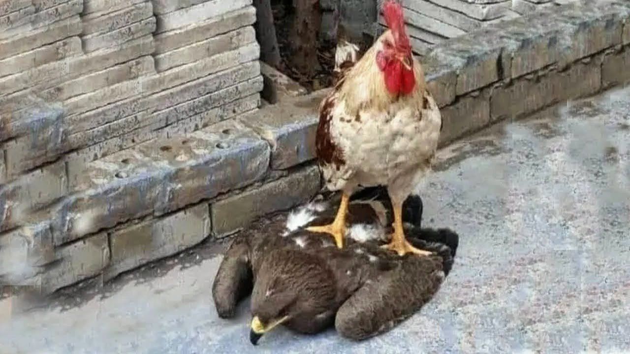 НЕ НА ТОГО НАПАЛ. Когда хищники выбрали не ту жертву