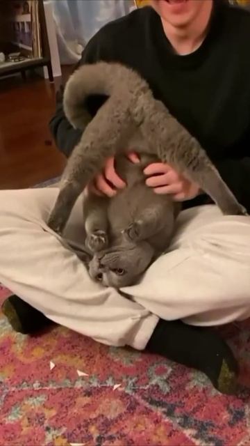Смешные коты #125-6