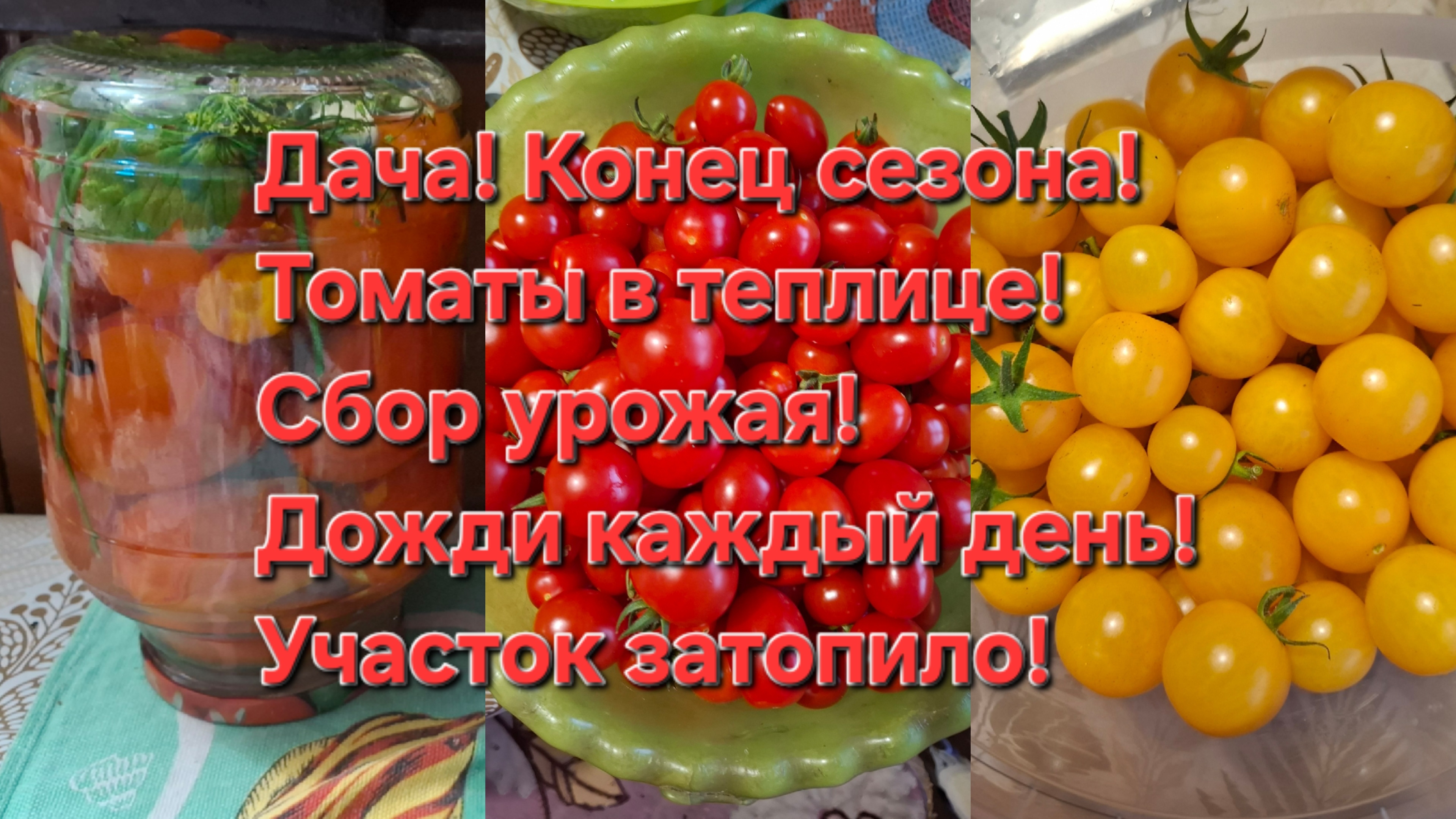 Дача!!! Конец сезона!!! Сбор урожая!!! Томаты, кукуруза и всего вкусного и полезного!!!