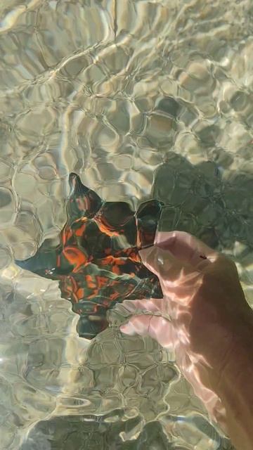 Японское море и его обитатели! Ч.1. Морская звезда Патирия гребешковая.
