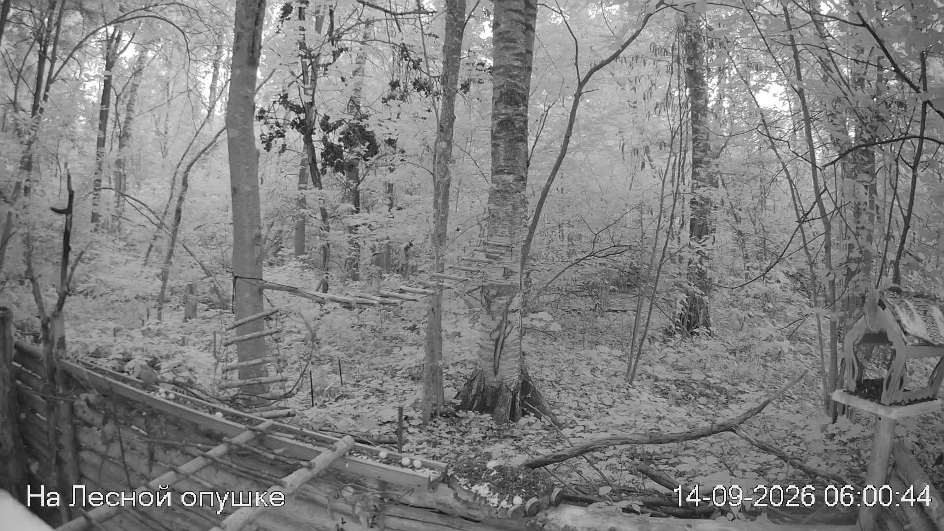 LIVE: На лесной опушке. Природа онлайн