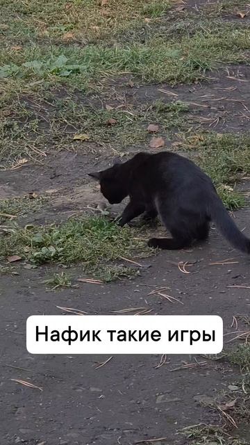 кошка-мышка жесть
