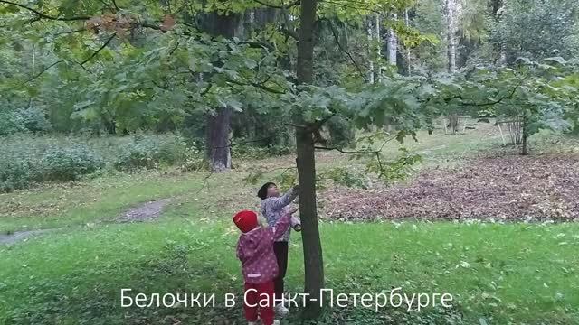 Белочки в Санкт-Петербурге