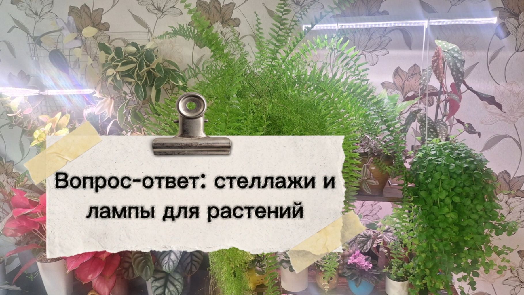 Рубрика вопрос- ответ: стеллажи и лампы для растений