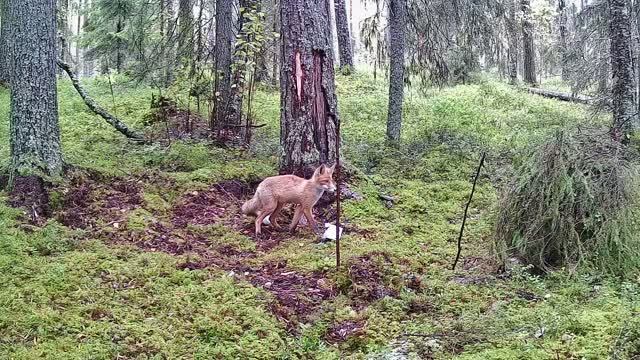 Лисица и кефир/ Видео с фотоловушки