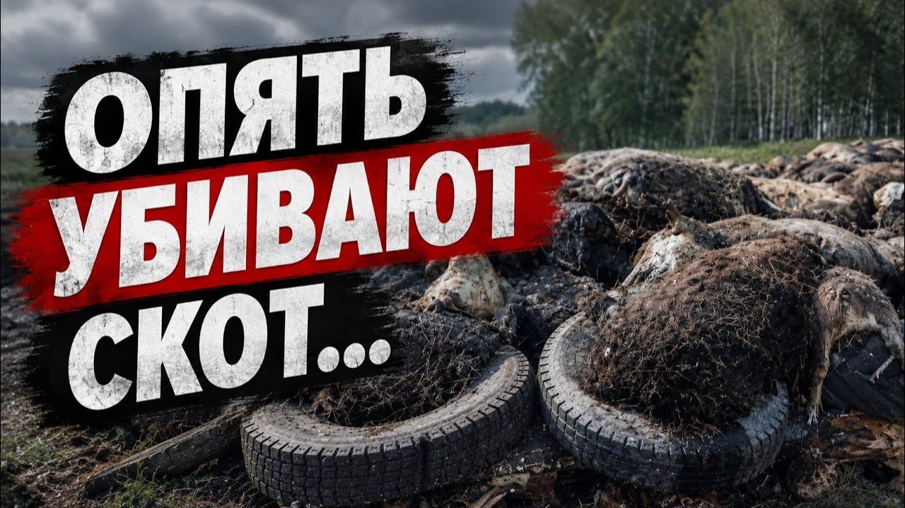 НОВОСТИ. СКОТ. СИБИРЬ