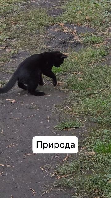 кошка-мышка2