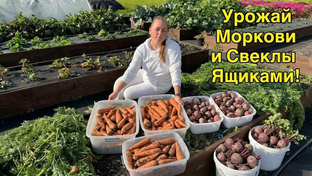 Урожай моркови и свеклы ящиками, сбор урожая и хранение.