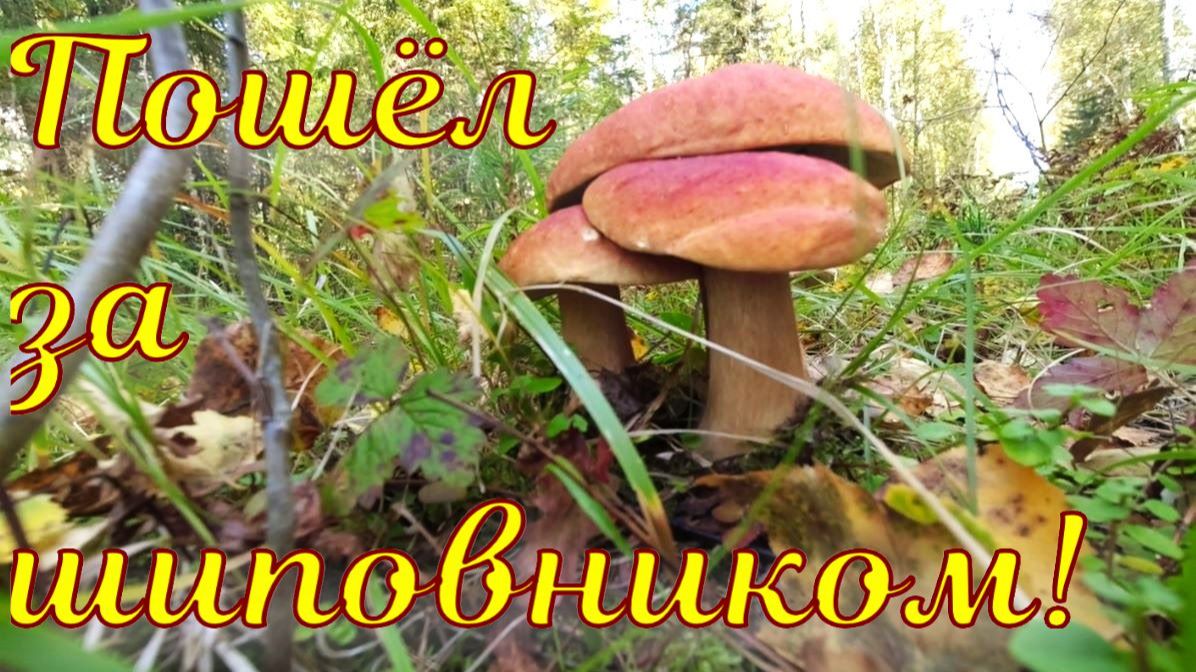 Дары тайги. Грибы, чай, лекарства.