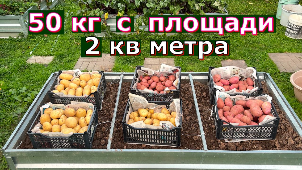 СОРТА КАРТОФЕЛЯ