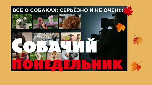 ЗАЧЕМ СОБАКУ УЧИТЬ КОМАНДАМ?