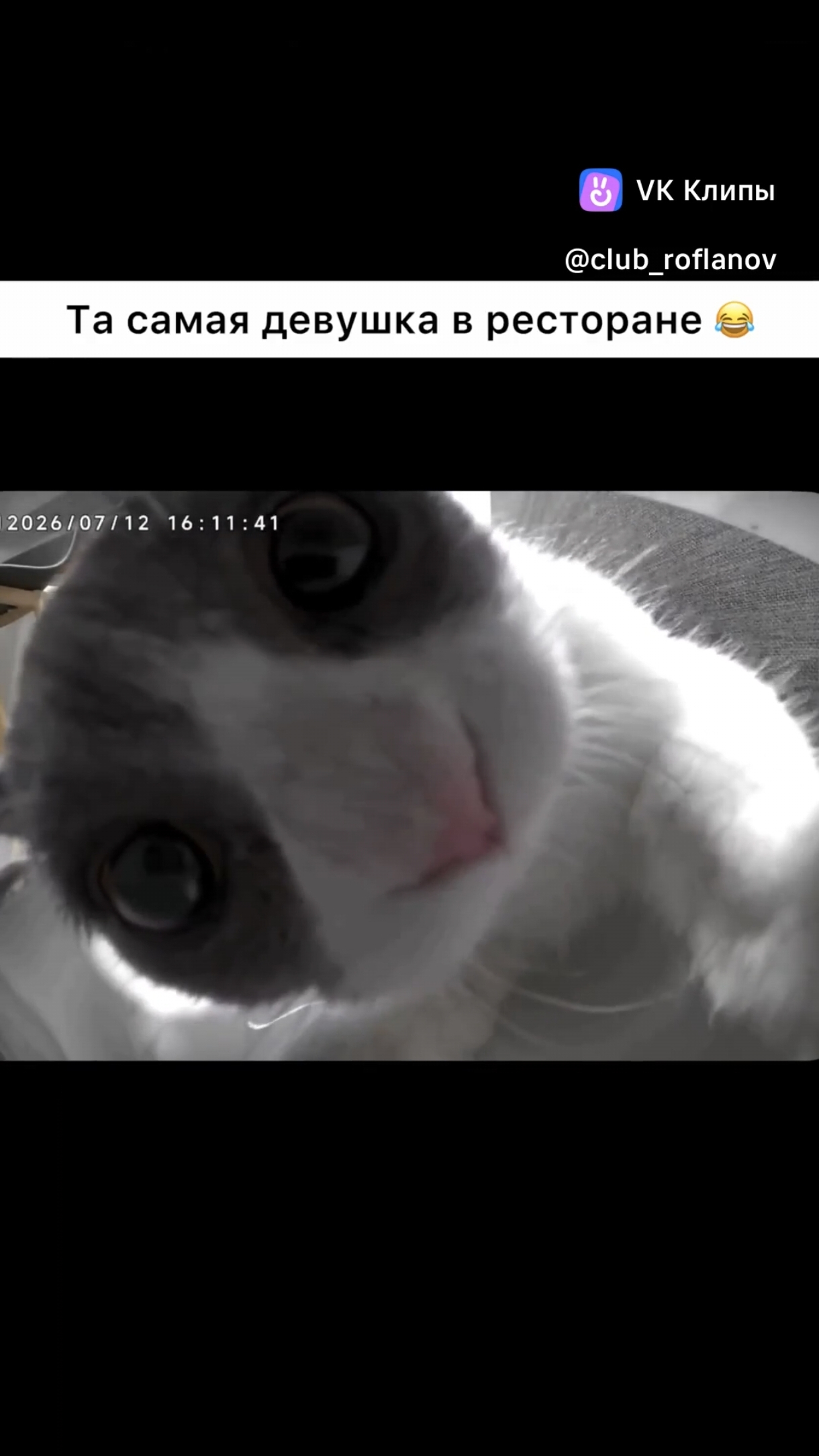 Кототарелочница 😼
