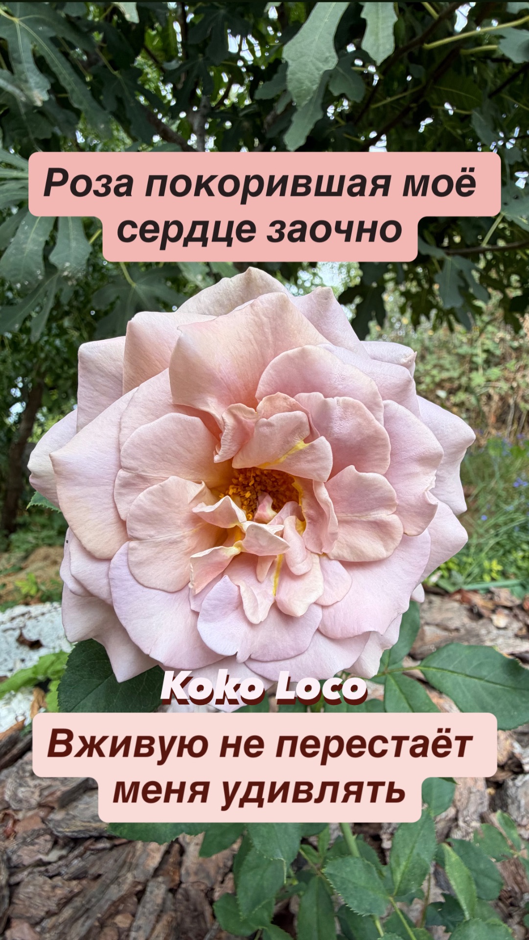 🌹Розы🌹