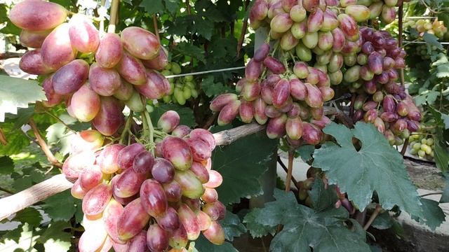 АВТОГРАФ КАЛУГИНА!!!🍇🍇🍇 РАННИЙ ГИГАНТ!!! Telegram, WhatsApp, Vlber и MAX +79528500417.