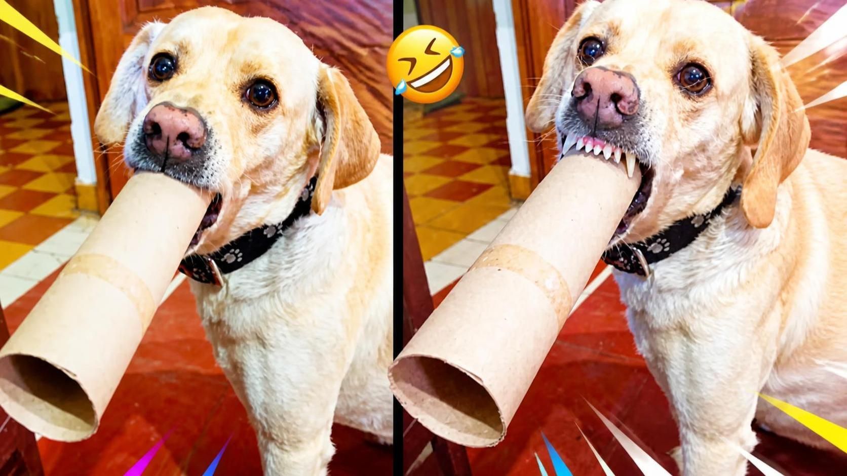 😂 210 самых смешных видео с питомцами за год 🐶🐱 не этот. Смешные животные