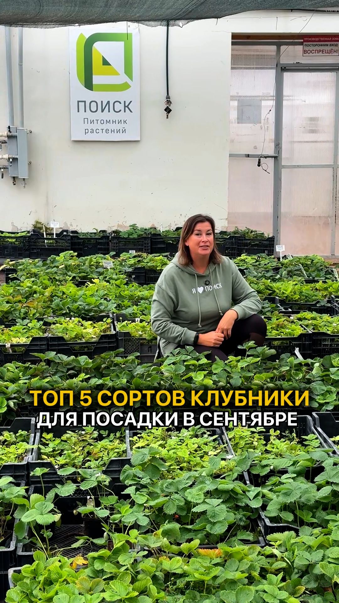 Земляника садовая (клубника)
