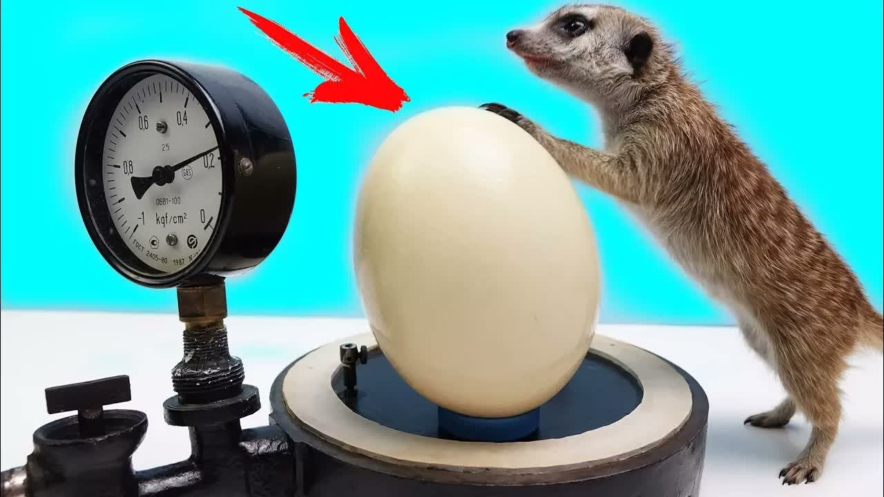 Что если Сунуть Яйцо Страуса в Вакуум..?!  Тимка первый раз увидел ЭТО..!!!